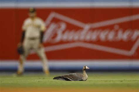 From Hero to Villain: How the Dodgers' Goose Became a Curse